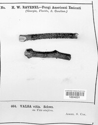 Eutypella vitis image